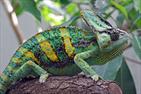 LE CAMELEON CASQUE DU YEMEN