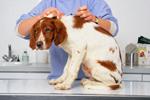 QUELS VACCINS POUR MON CHIEN ?